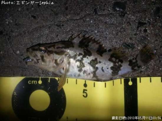 �����Υ���Х�