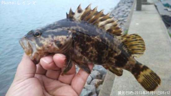 �����Υ���Х�