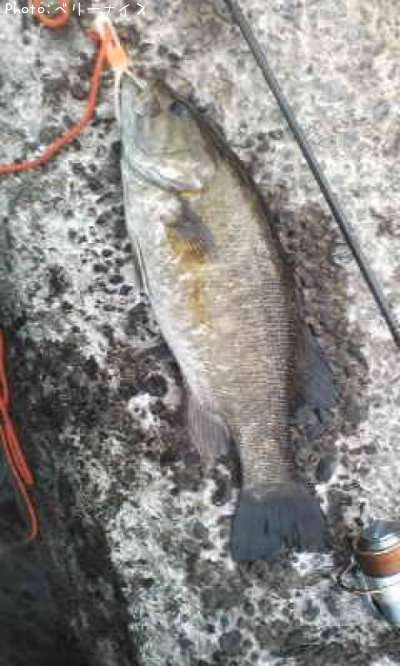 ���⡼��ޥ����Х�