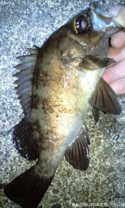 ��Х�����