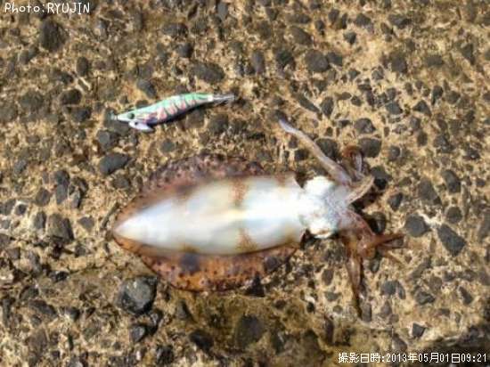 �����ꥤ��