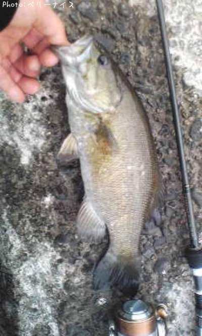 ���⡼��ޥ����Х�