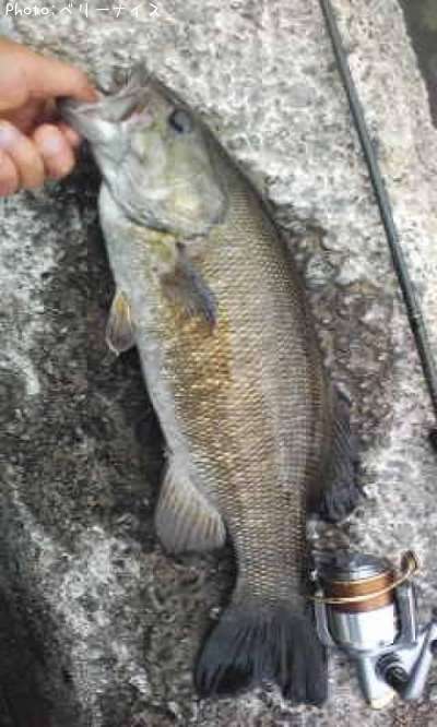 ���⡼��ޥ����Х�