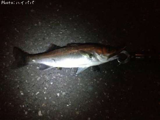 �����Х�