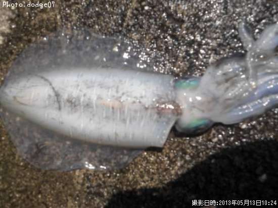 �����ꥤ��