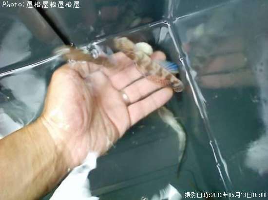 �ϥ����ᥴ��