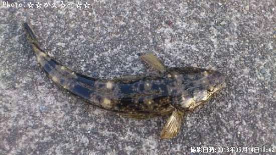 �ޥ�����