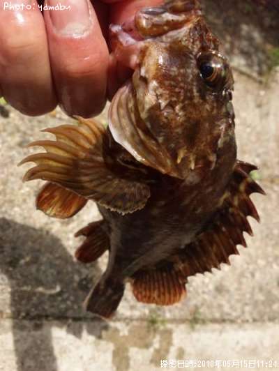 ����������饽��