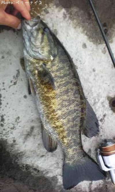 ���⡼��ޥ����Х�