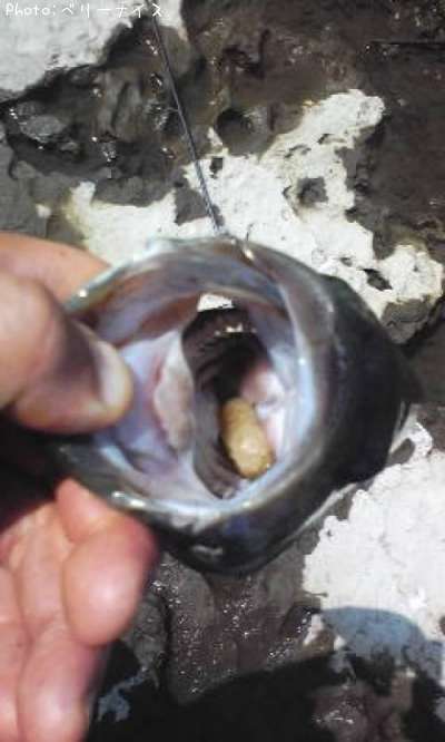 ���⡼��ޥ����Х�