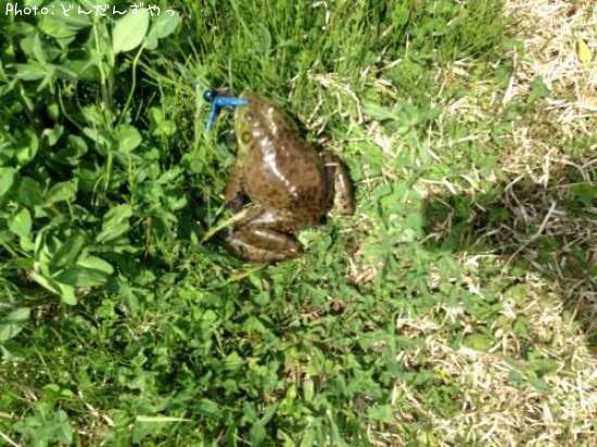 ���å����ʥ����������