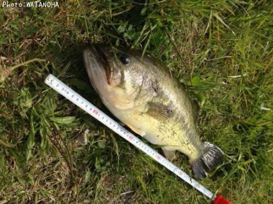 �֥�å��Х�