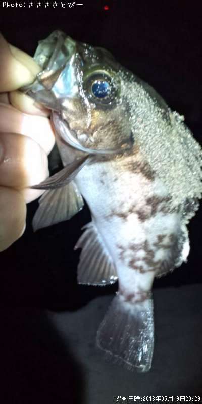 ��Х�������Х�