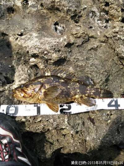 �٥å�������