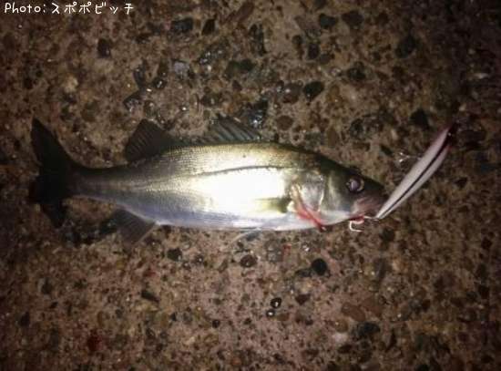 �����Х�