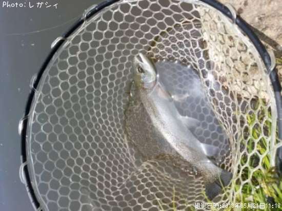 �쥤��ܡ��ȥ饦��