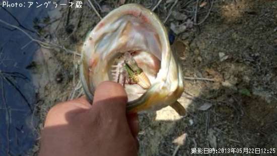 �֥�å��Х�