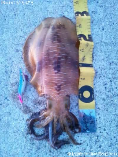 �����ꥤ��