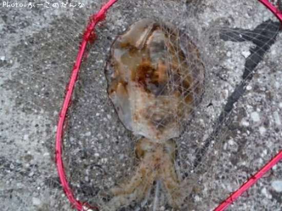 �����ꥤ��