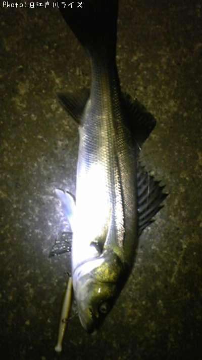 �����Х�