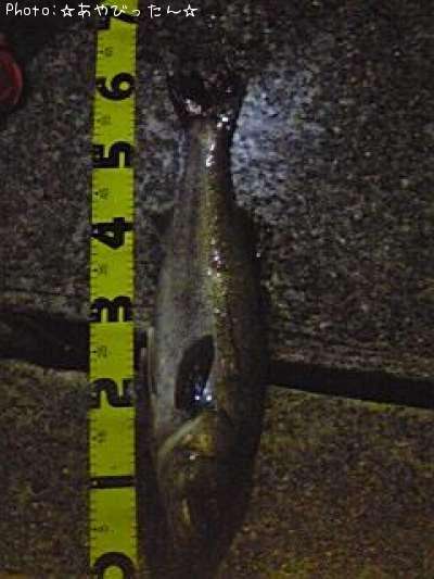 �����Х�