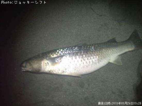 �ߥ祦����