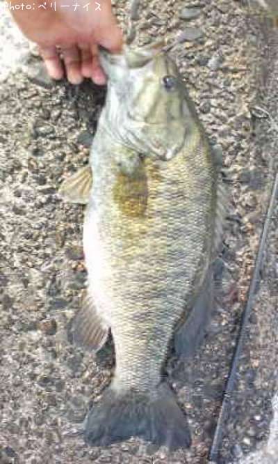 ���⡼��ޥ����Х�