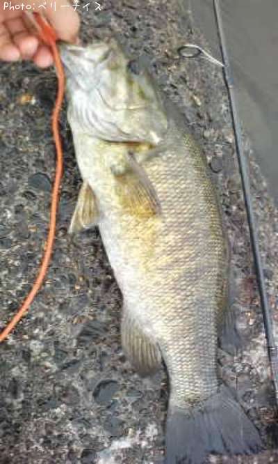 ���⡼��ޥ����Х�