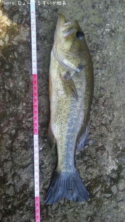 �֥�å��Х�