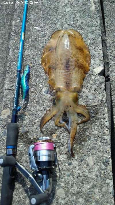 �����ꥤ��