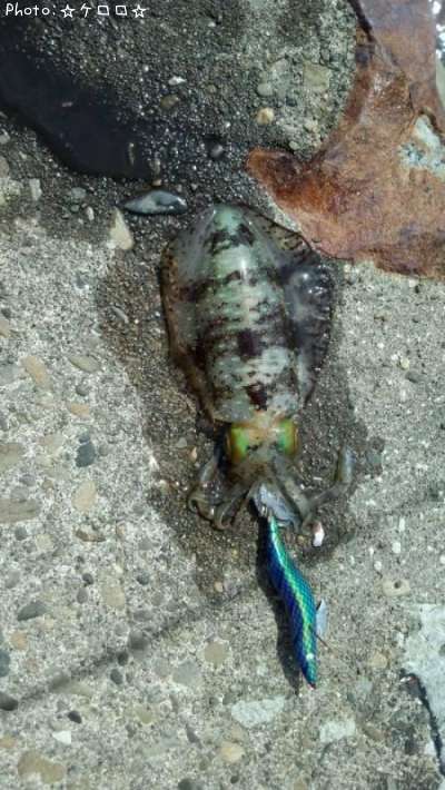 �����ꥤ��