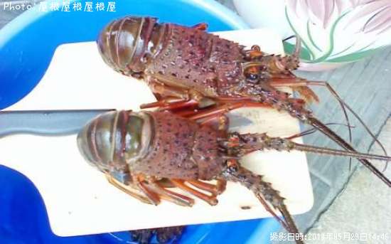 ��̾�����