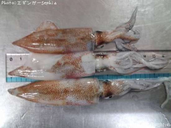 �ҥ���������ꥤ����