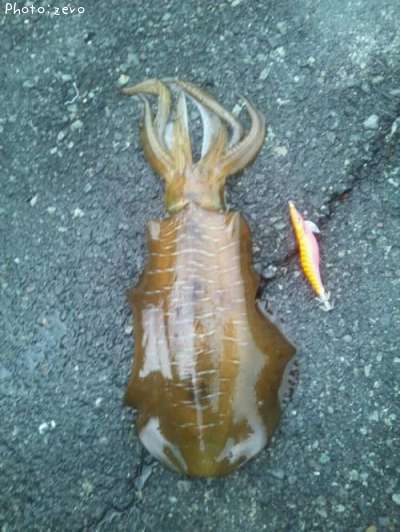 �����ꥤ��