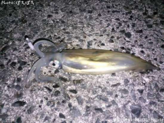 ����ᥤ��