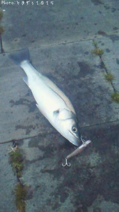 �����Х�