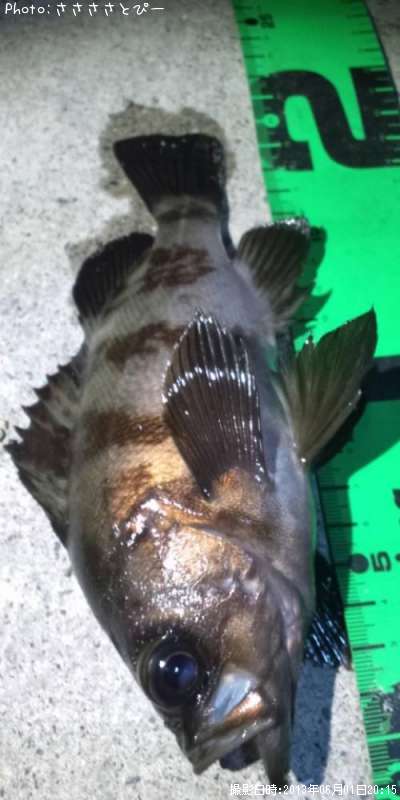 ���ꥢ��Х�