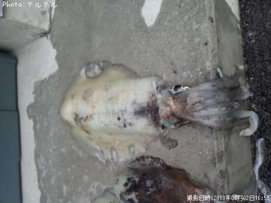 �����ꥤ��