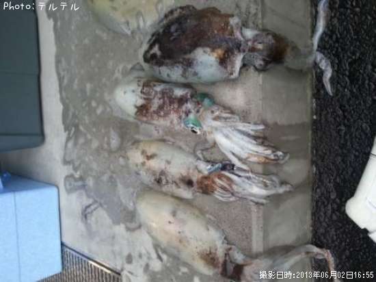 �����ꥤ��