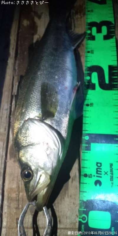 �����Х�