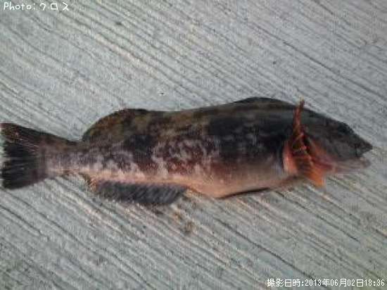 �����ʥ�