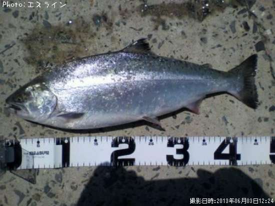 ������ޥ�