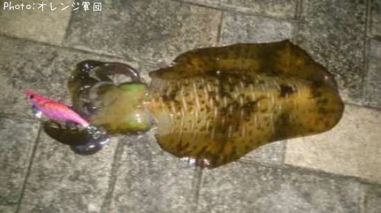 �����ꥤ��