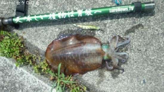 �����ꥤ��