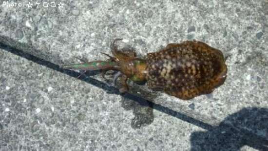 �����ꥤ��