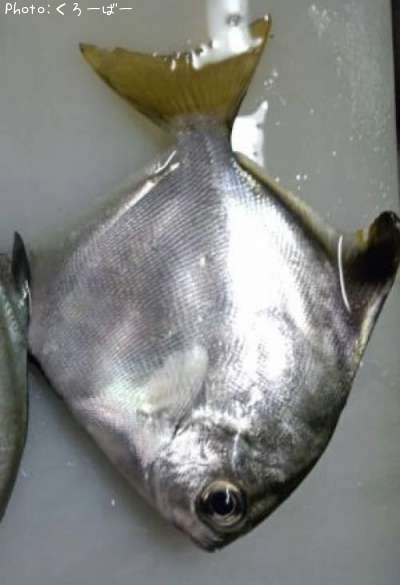 ���äƵ���