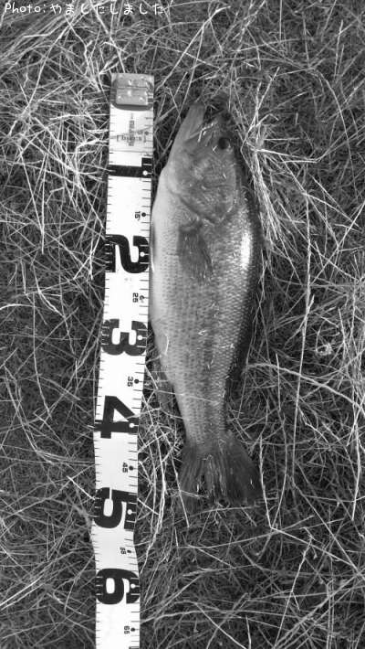 �֥�å��Х�