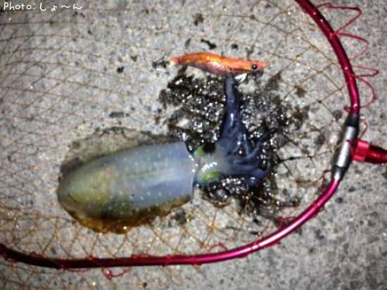 �����ꥤ��