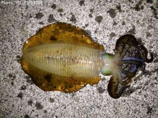 �����ꥤ��