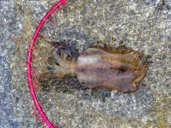 �����ꥤ��